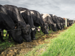 Are Farmers Setting Cows Up To Go Down Post-Calving?