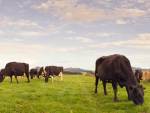 MPI says environmental policy is likely to restrict cow numbers.