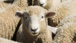 National lamb crop edges higher