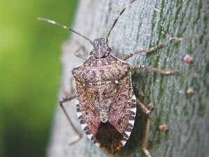 Brown marmorated stink bug.