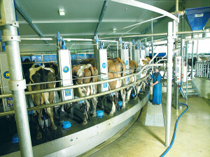 Dairy farmers are expected to continue to milk as long as they can to capitalise on a record milk price this season.