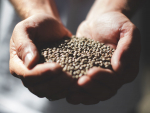 MPI funds project to establish hemp seed processing plant