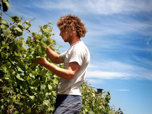 Pete Chapman and a mid-row crop of Phacelia.