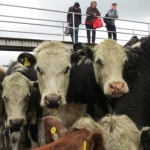  Dairy Women workshop on buying and selling