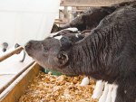 How to make raw milk reliable for calves