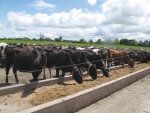 Consult a vet to determine if your cows need trace elements before feeding them supplements.