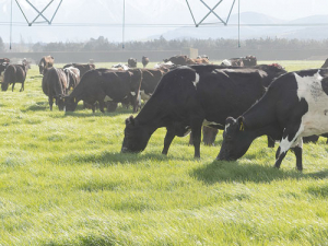 Some dairy farmers are supporting Greenpeace&#039;s campaign against further intensification of dairying.