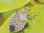 Campaign targets greater awareness of stink bugs