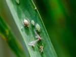 The impact of giant willow aphids is estimated to be over $300 million each year.