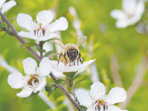 Relationship between Australian and New Zealand manuka honey producers has turned sour.