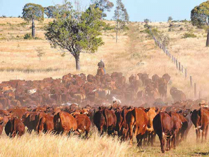 For the first time in 3 years Australian cattle prices are now lower than year-ago levels.