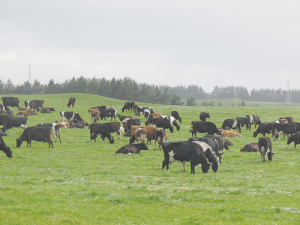 Antibiotic use in NZ dairy cows is much lower than that in the US, Canada or the Netherlands.