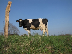 Less milk for Fonterra this year