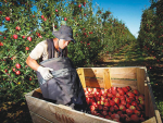 NZ apple industry has been named the most competitive in the world.