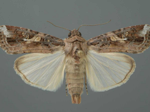 Fall Armyworm Moth