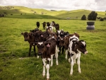 The last three months has seen a record number of farmers using the Dairy Connect service for advice or assurance.