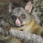 Possums are a carrier of bovine tuberculosis, that can affect cattle and deer
