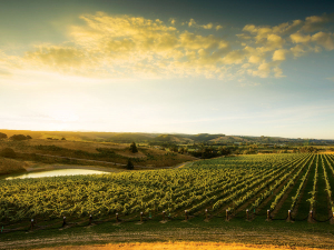 The beautiful Falcon Ridge, developed at a cost of $12m, has removed all its vines – with owner Alan Eggers deciding winemaking wasn’t for him.