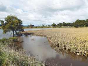 Maize crop, like this one on a Hauraki Plains farm, may not be harvested due to water-logged farms.