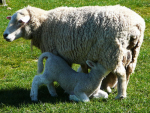 The red meat sector achieved another record high lambing percentage this spring.