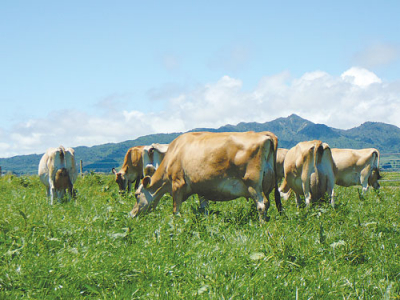 Ohaupo Jersey bull showing its worth - NZ Herald