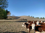 Recent rain goes nowhere near to breaking the drought, according to Matt Ward, Beef+Lamb NZ’s North Island manager.