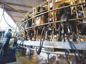 ASB has lifted its milk price forecast to $8.75 kgMS for the 2021/22 season.