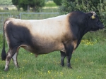 South Land Jericho, Jersey NZ JT Thwaites Sire of the Season.