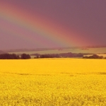 Feds welcome Biodiesel sale 