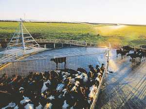 Lower milk production in New Zealand and steady global demand are helping keep dairy prices buoyant.