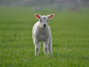 A North Island trial comparing the value of lambs sired by low versus high genetic merit rams validates that using genetic data does pay off.