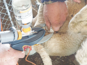 The Numnuts device allows farmers to provide targeted pain relief to lambs during tail docking and castration.