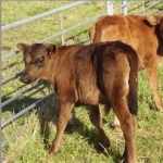 Breath of fresh air helps calves thrive