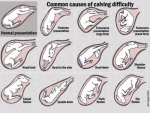 Calves can be presented in many ways at birth. The various presentations, positions and postures mean that safe delivery of the calf can be very challenging. Image. Zoe Volgels.