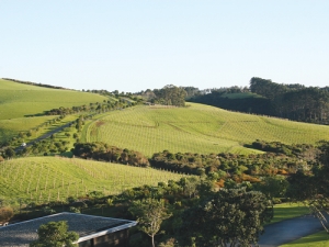 The Landing Vineyard in Northland.