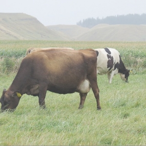 Tough choices face farmers in the north