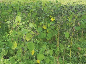 Velvetleaf were found in 11 regions around the country.