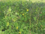 Velvetleaf were found in 11 regions around the country.