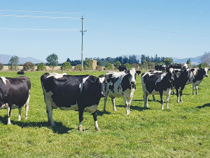 The Belgian Blue mated cows had proven to be easy calving and the calf rearers loved them.