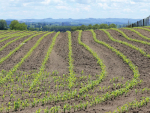 A two-week maize planting delay does not mean a two-week harvest delay.