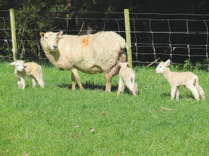 The six year trial showed ewe losses varying from 3.5 to 24.8% per annum.