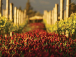 Why Glyphosate Resistance Is a Growing Vineyard Risk