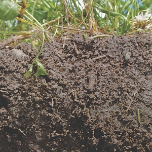 Cultivating and overgrazing can cause carbon losses in soil
