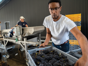 Daren Clark, Roots Fund Scholar from Greene County Virginia, hand sorting Pinot Noir at Pyramid Valley. Photo Credit: Richard Brimer.