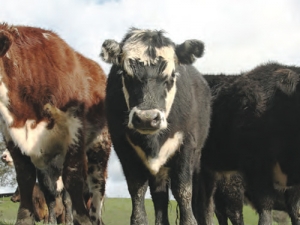 Leg conformation issues are creeping into US beef cattle.