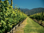 The NZSVO is preparing to investigate the more technical aspects of Sauvignon Blanc.