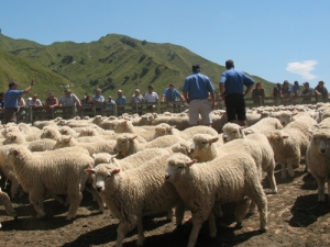 Wool market buoyant