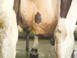Heifers with swollen udders may be difficult to handle and milk out.