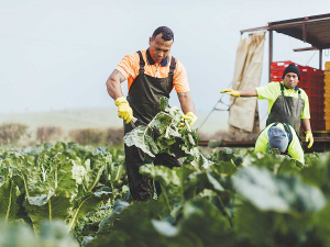 The hort sector says the biggest challenge facing it is labour and wants the new government to focus attention in this area.