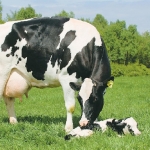 Match calves with mums